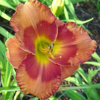 Лилейник Hemerocallis ‘Spacecoast Firestarter’